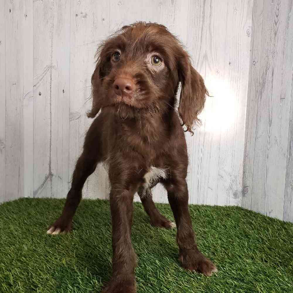Female Mini Labradoodle Puppy for sale