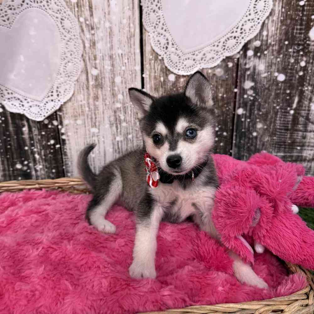 Female Alaskan Klee Kai Puppy for Sale in Saugus, MA