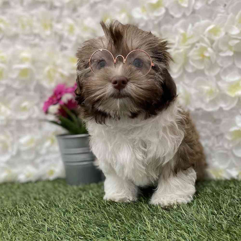 Female Havanese Puppy for Sale in Braintree, MA