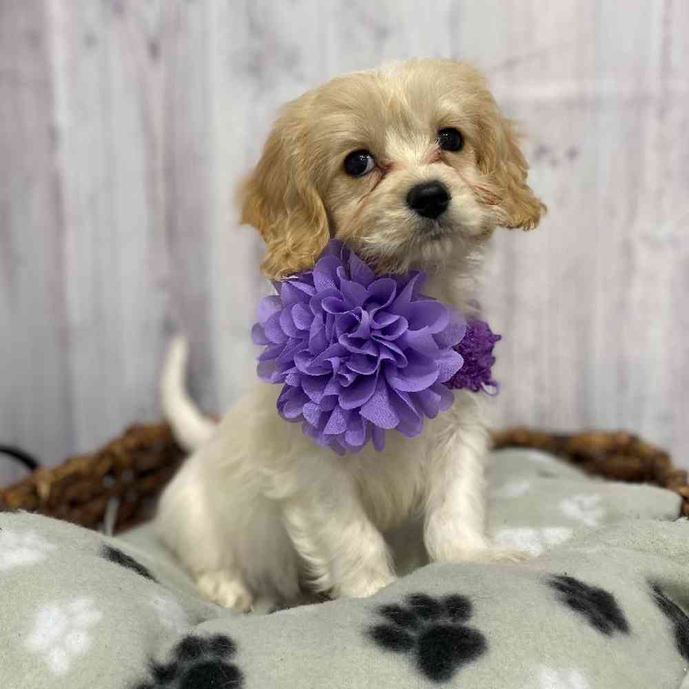 Female Cavachon Puppy for Sale in Saugus, MA