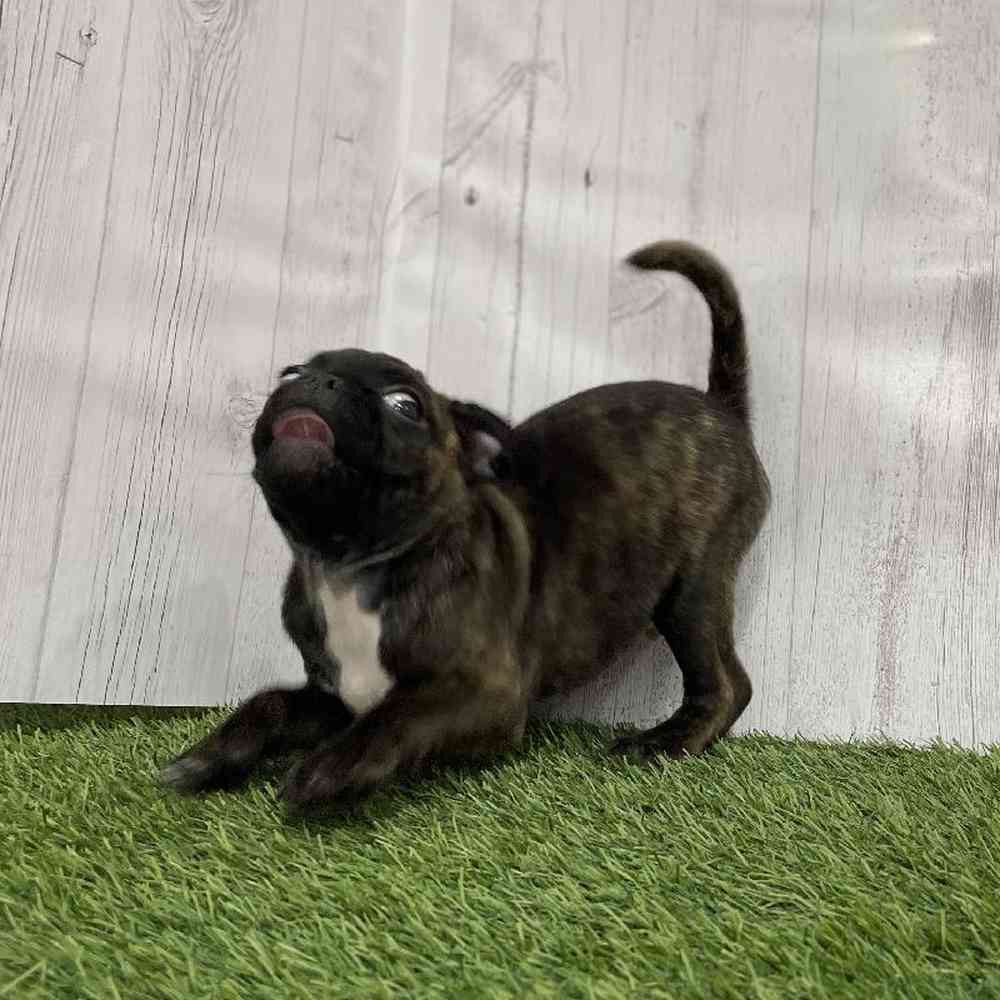 Male Bugg Puppy for Sale in Braintree, MA