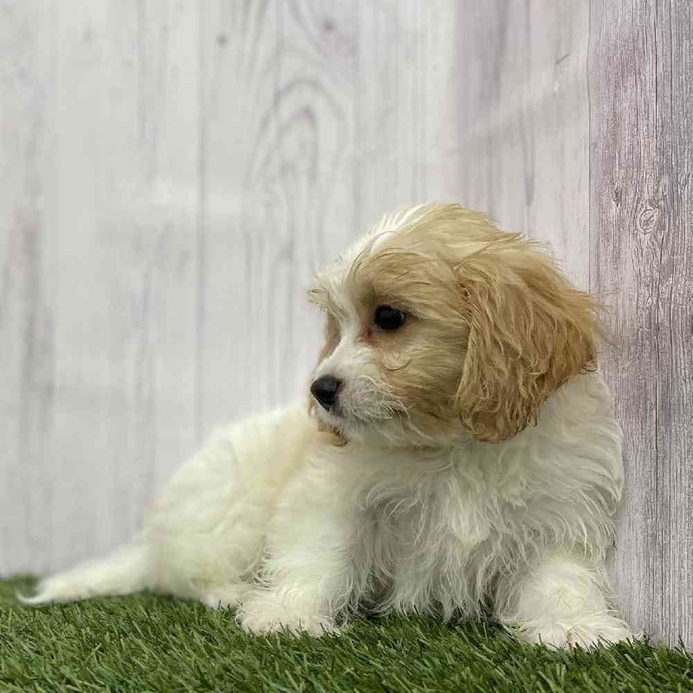 Male Cavachon Puppy for Sale in Braintree, MA