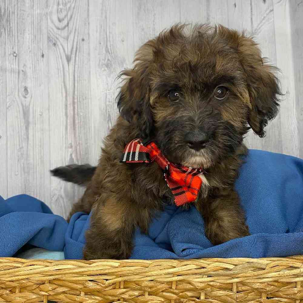 Male Mini Aussiedoodle Puppy for Sale in Saugus, MA