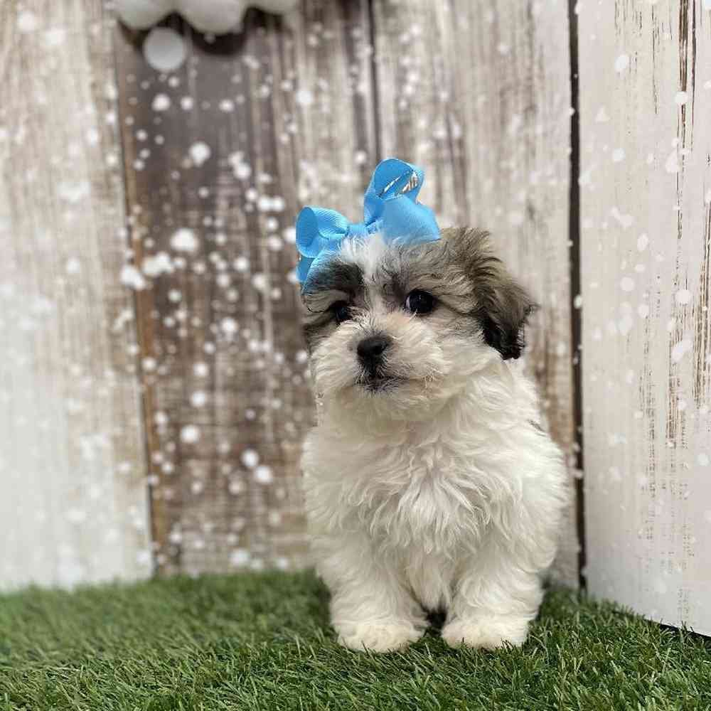 Female Teddy Bear (Zuchon) Puppy for Sale in Saugus, MA