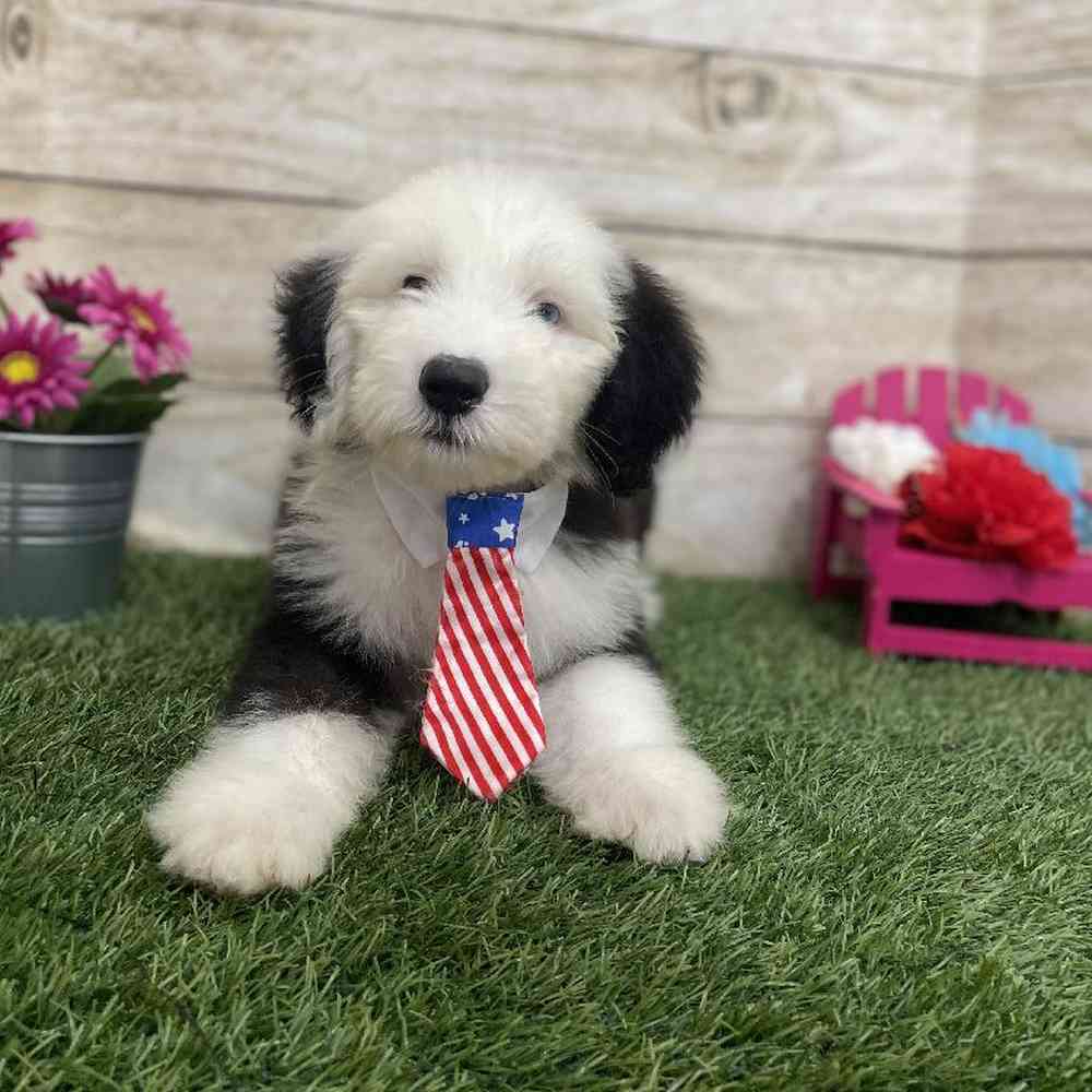 Male Old English Sheepdog Puppy for Sale in Braintree, MA