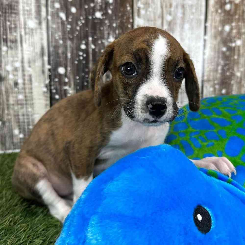 Male Boglen Terrier Puppy for Sale in Saugus, MA