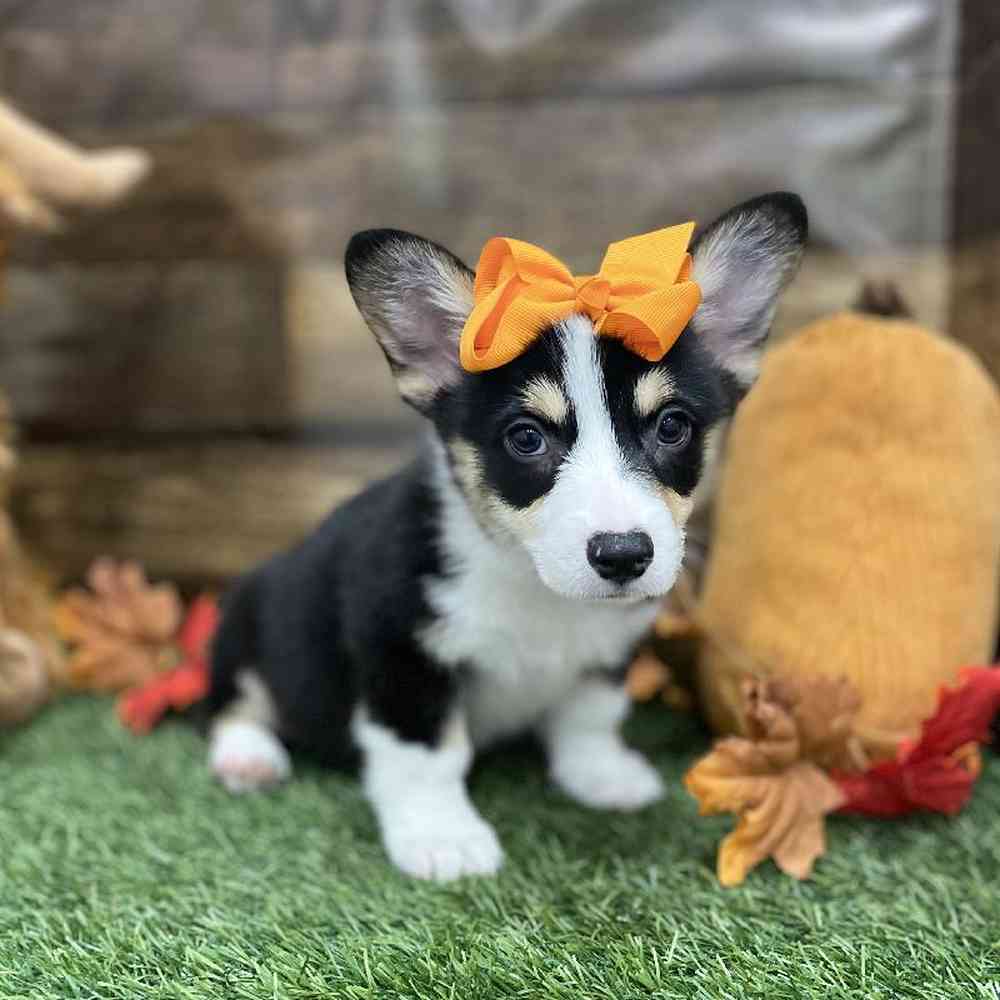 Female Pembroke Welsh Corgi Puppy for Sale in Braintree, MA
