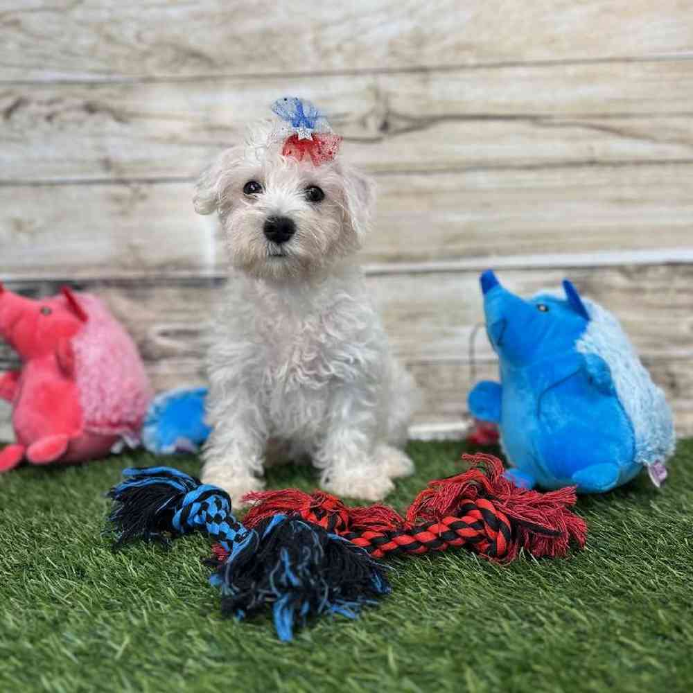 Female Schnoodle Puppy for Sale in Saugus, MA