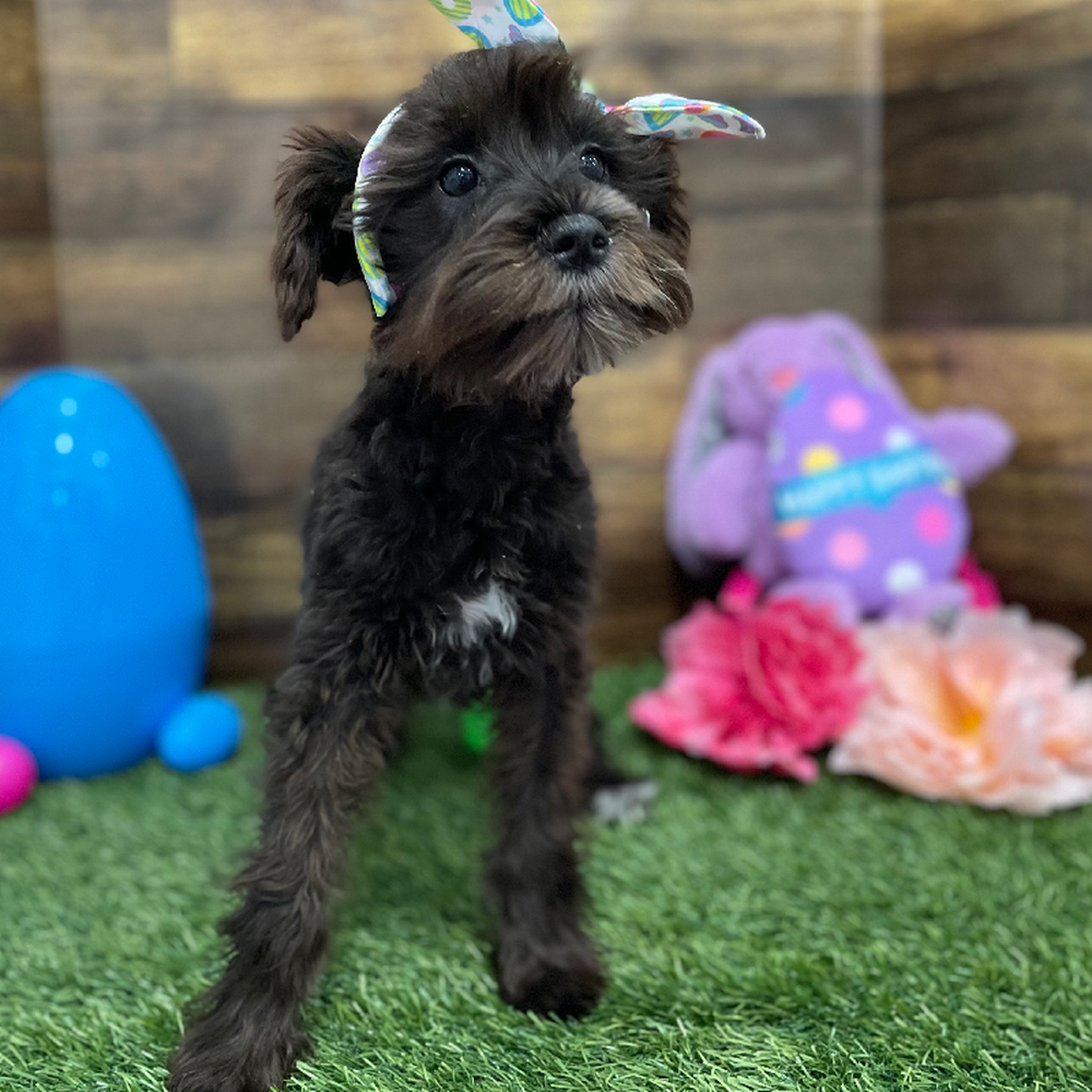 Female Miniature Schnauzer Puppy for Sale in Braintree, MA