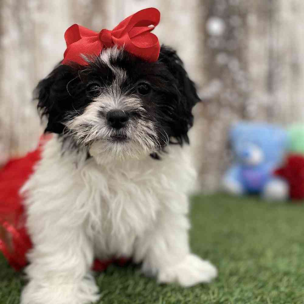 Female Teddy Bear (Zuchon) Puppy for Sale in Braintree, MA