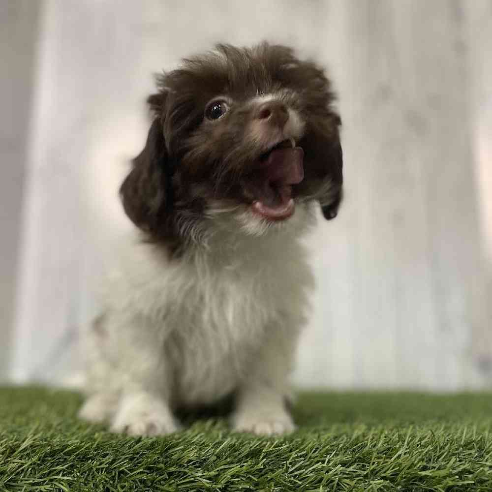 Male Shih-Poo Puppy for sale