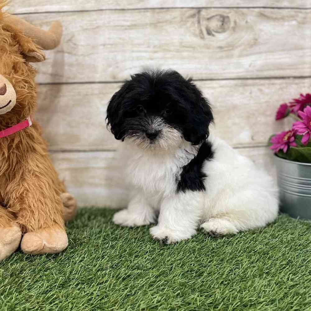 Male Havanese Puppy for Sale in Braintree, MA
