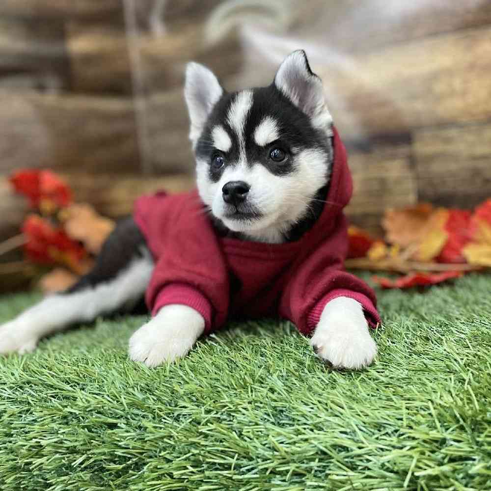 Male Alaskan Klee Kai Puppy for Sale in Braintree, MA
