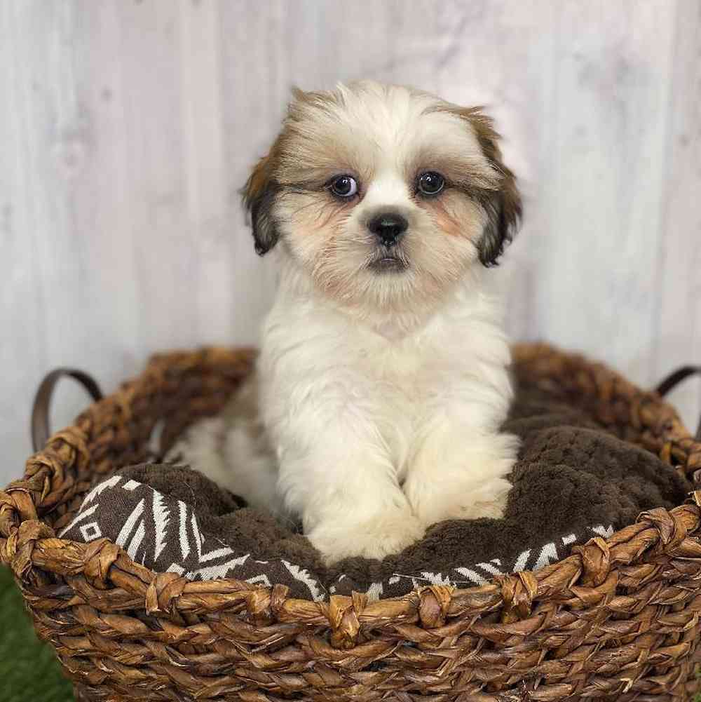 Male Shih Tzu Puppy for Sale in Saugus, MA