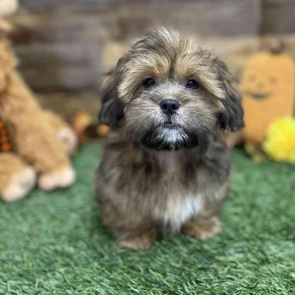 Male Lhasa Apso Puppy for Sale in Braintree, MA