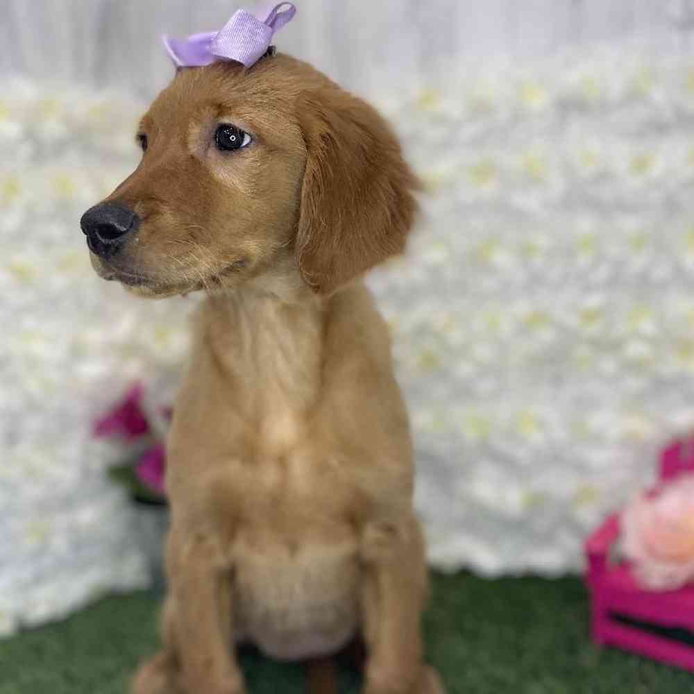 Female Golden Retriever Puppy for Sale in Braintree, MA