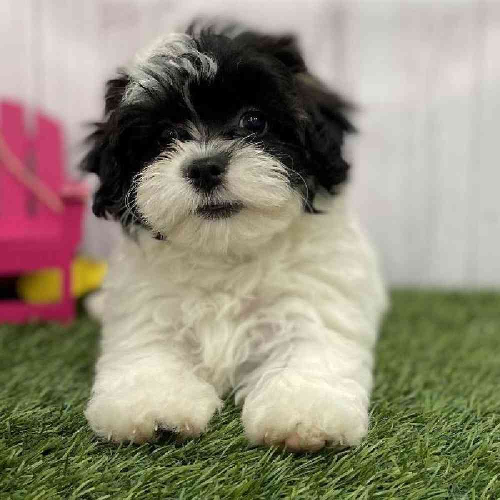 Female Lhasa-Poo Puppy for Sale in Braintree, MA