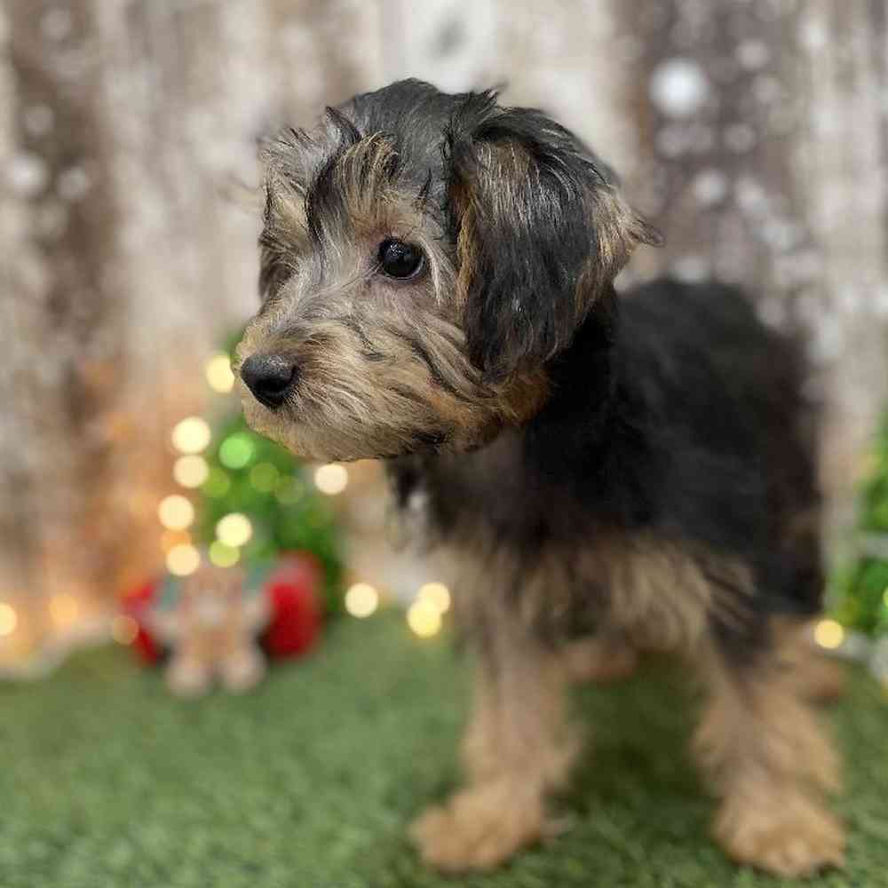 Female Yorkie-Poo Puppy for Sale in Braintree, MA