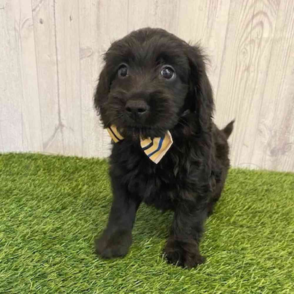 Male Mini Goldendoodle Puppy for sale