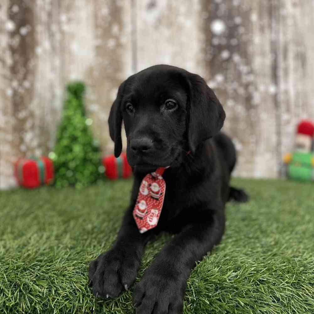 Male Labrador Retriever Puppy for Sale in Braintree, MA