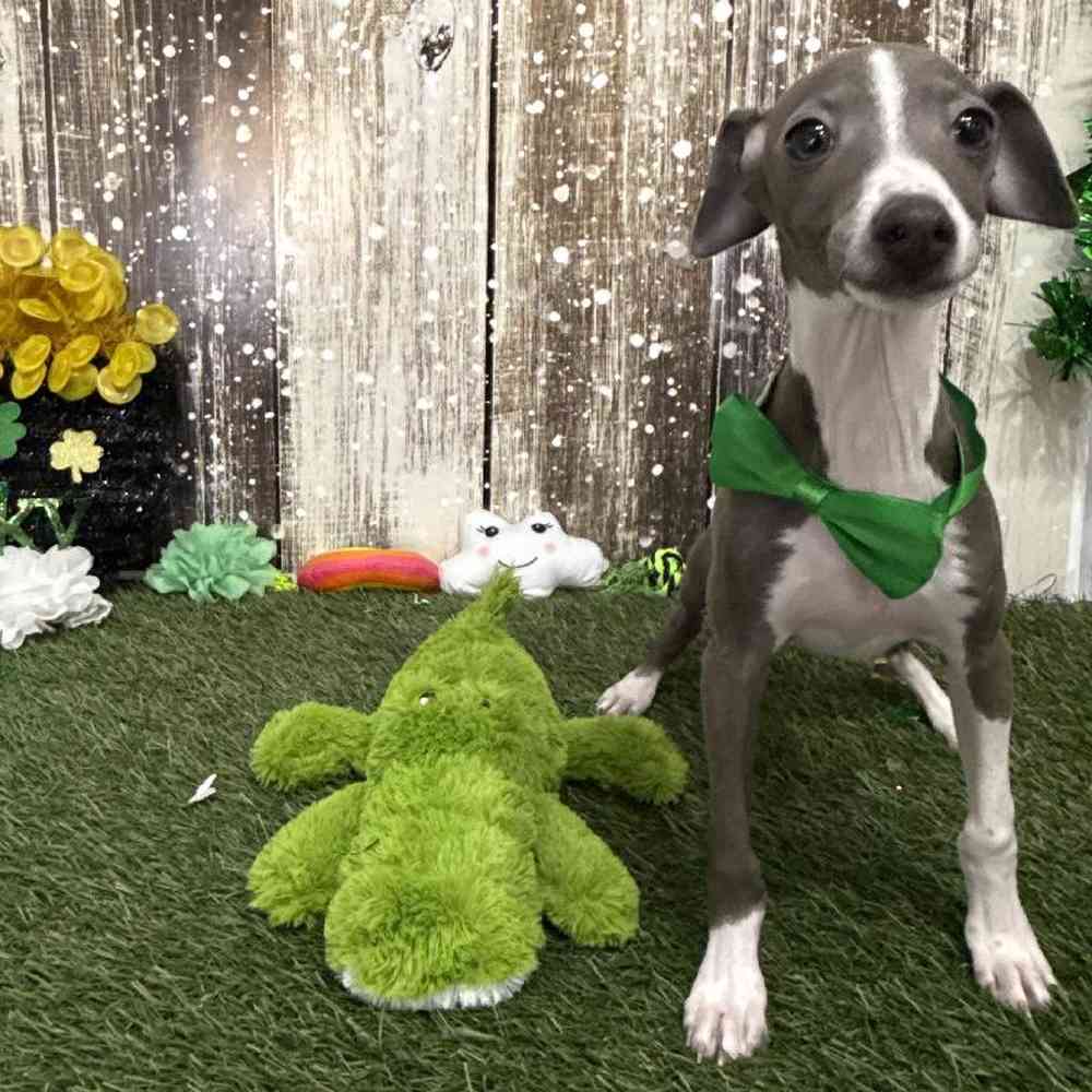 Male Italian Greyhound Puppy for Sale in Saugus, MA
