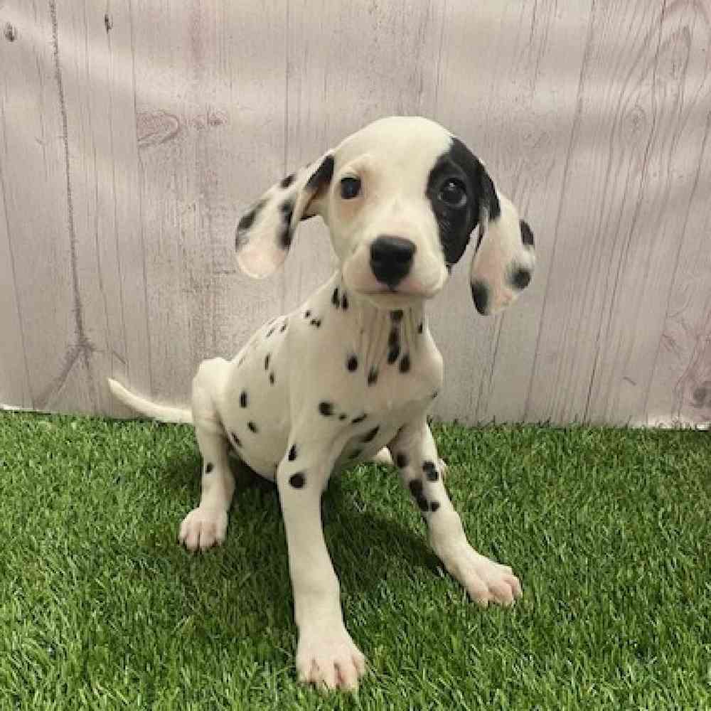 Male Dalmatian Puppy for Sale in Braintree, MA