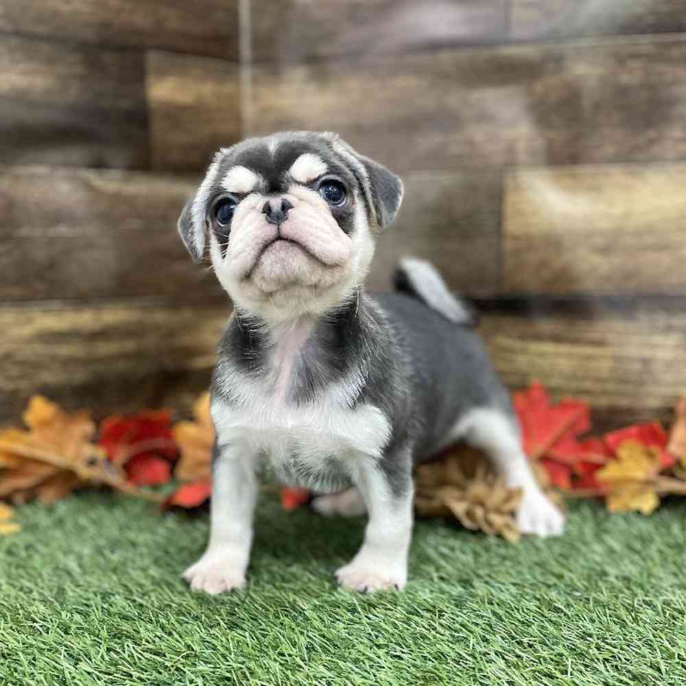Male Pug Puppy for Sale in Braintree, MA