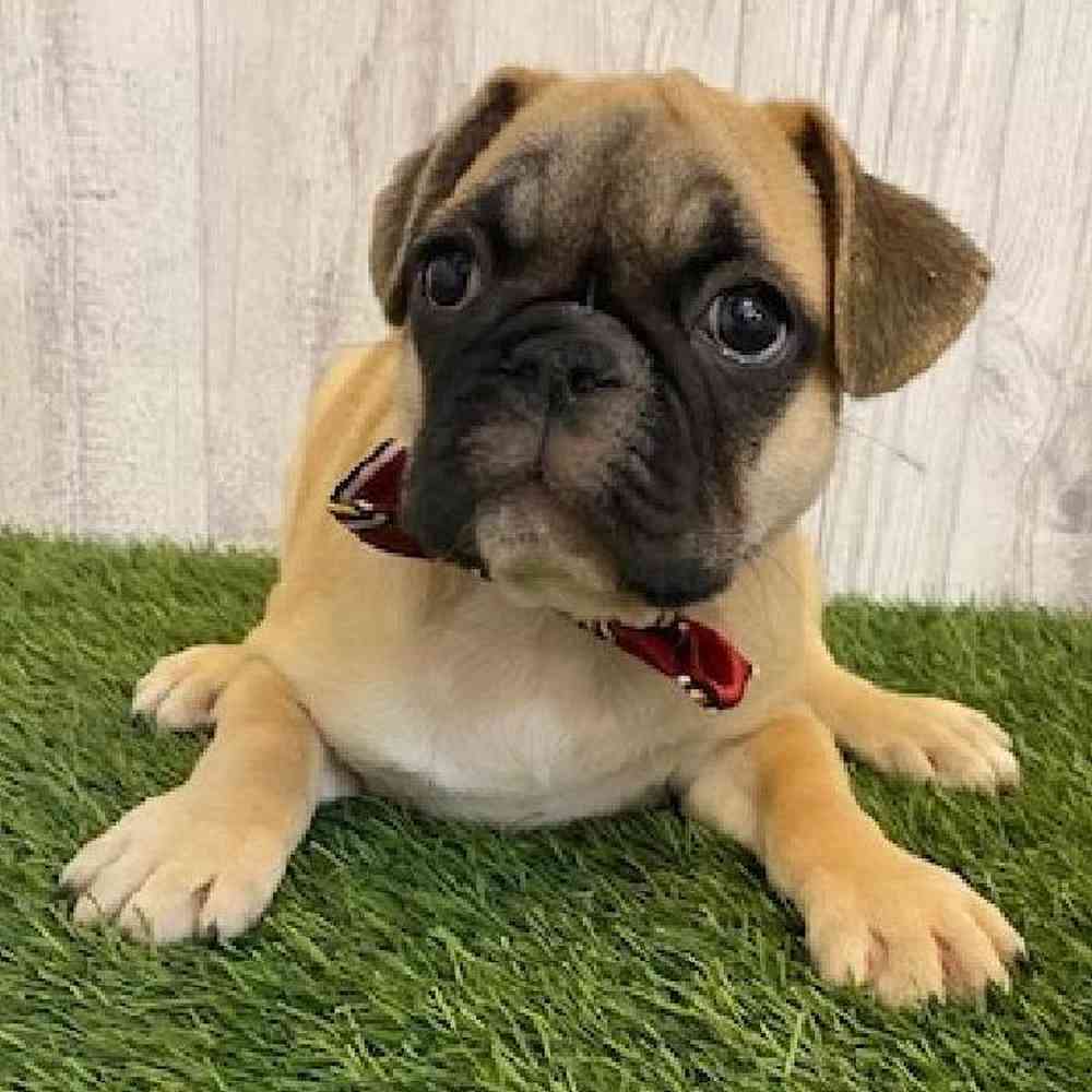 Male Frug Puppy for sale