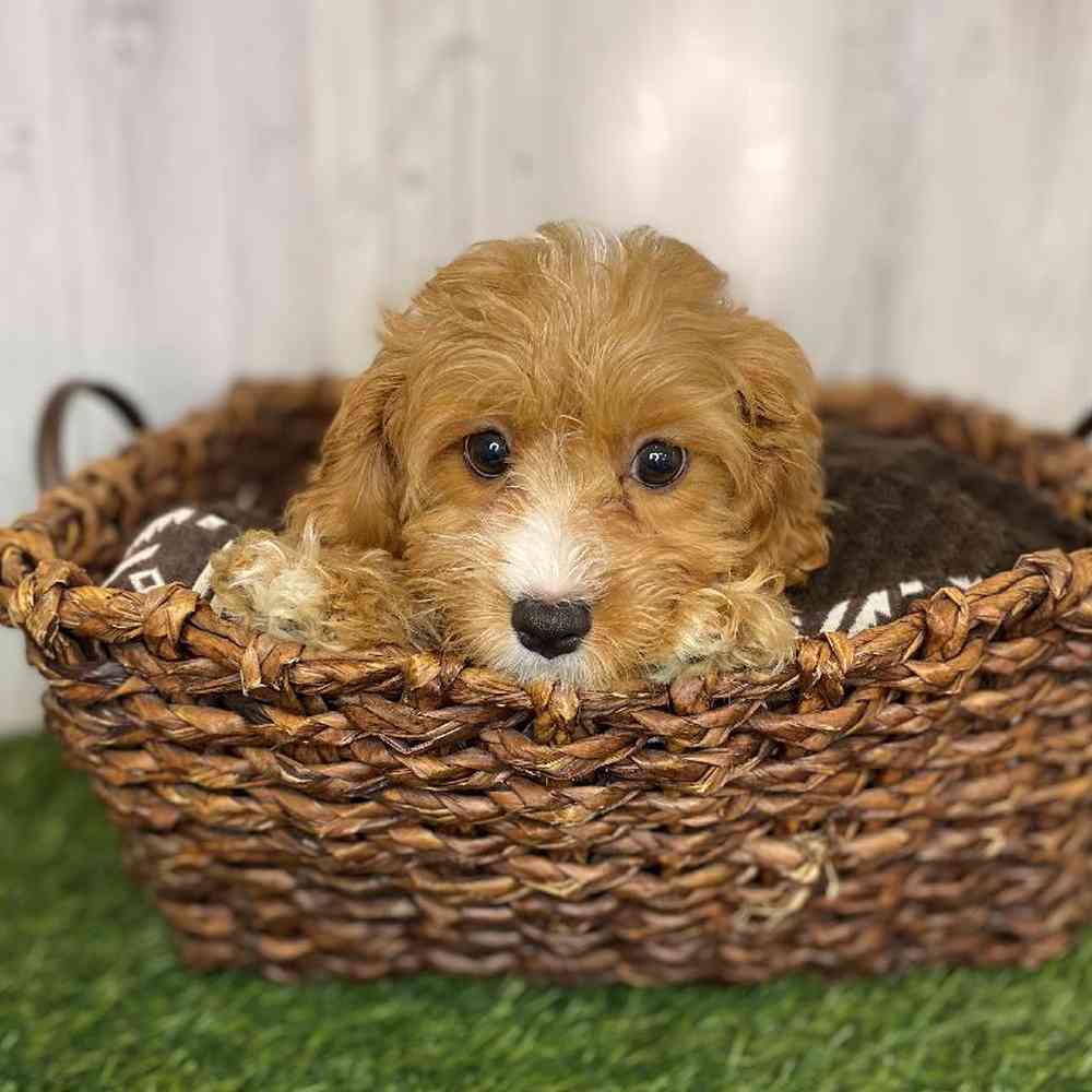 Male Cavapoo Puppy for Sale in Saugus, MA