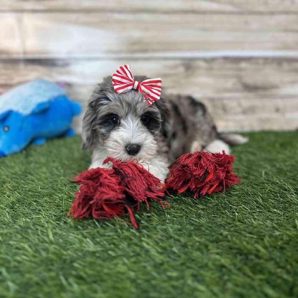Female Mini Sheepadoodle 2nd Gen Puppy for Sale in Saugus, MA