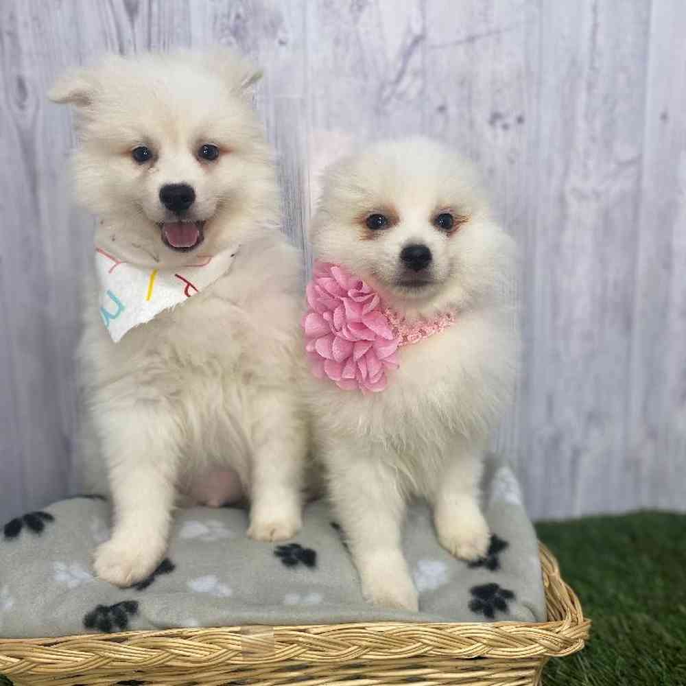 Male American Eskimo Puppy for Sale in Saugus, MA