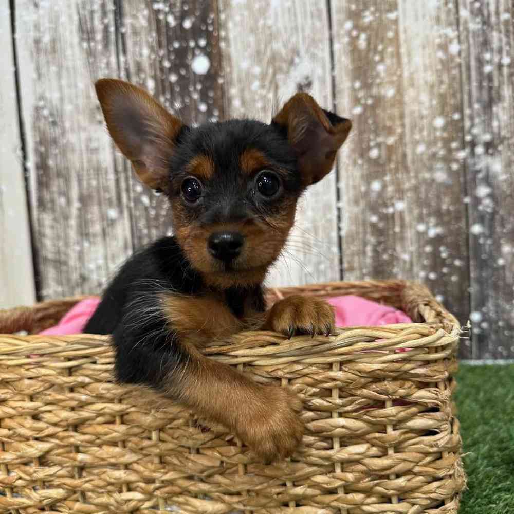 Male Yorkshire Terrier Puppy for Sale in Saugus, MA