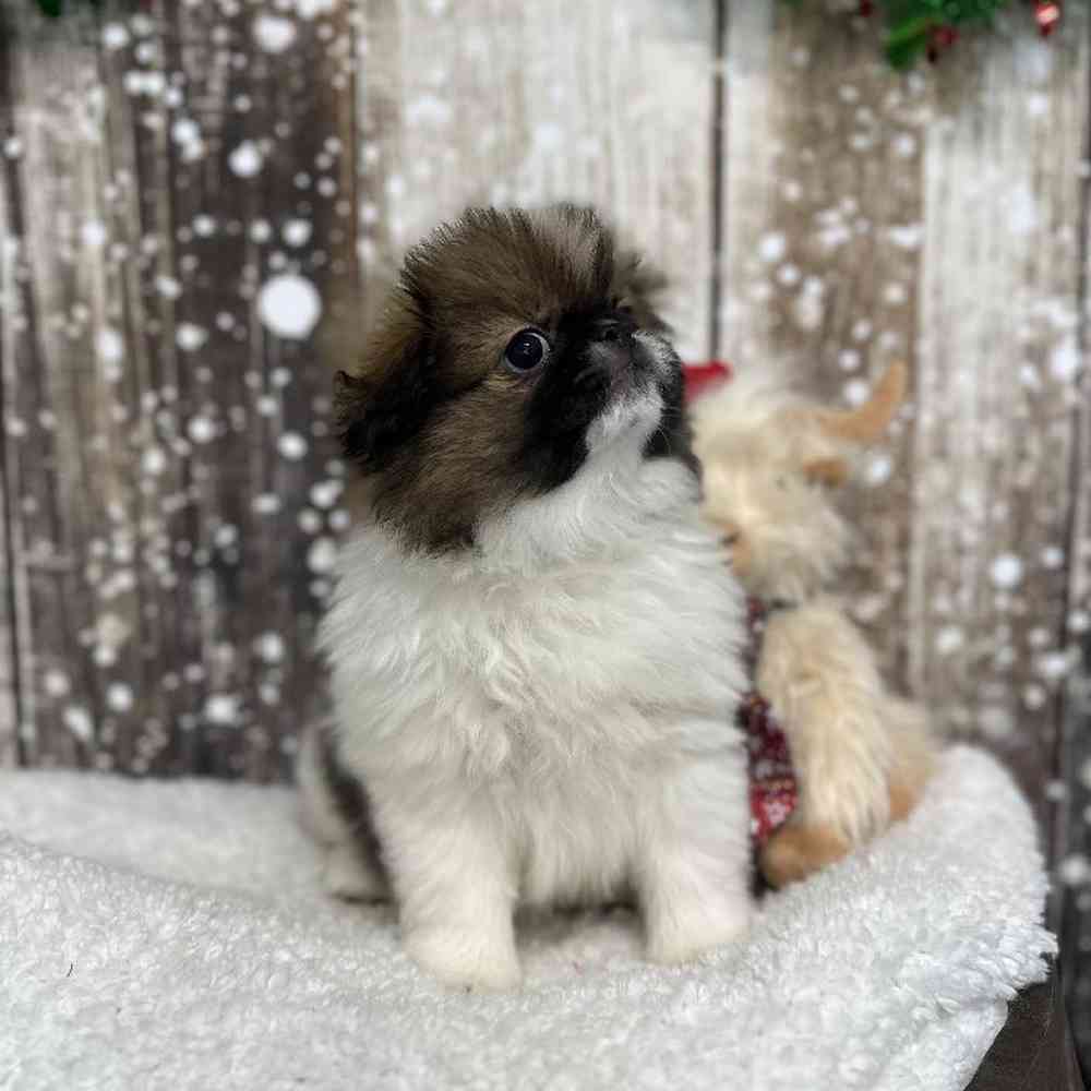 Male Japanese Chin Puppy for Sale in Saugus, MA
