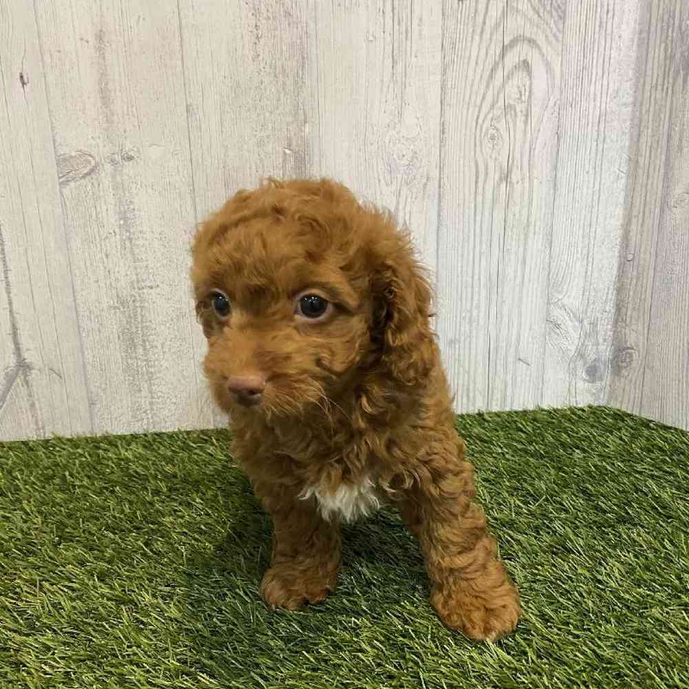 Female Cavapoo Puppy for sale