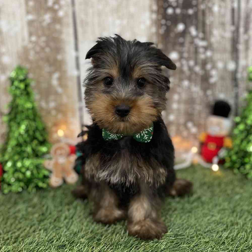 Male Silky Terrier Puppy for Sale in Braintree, MA
