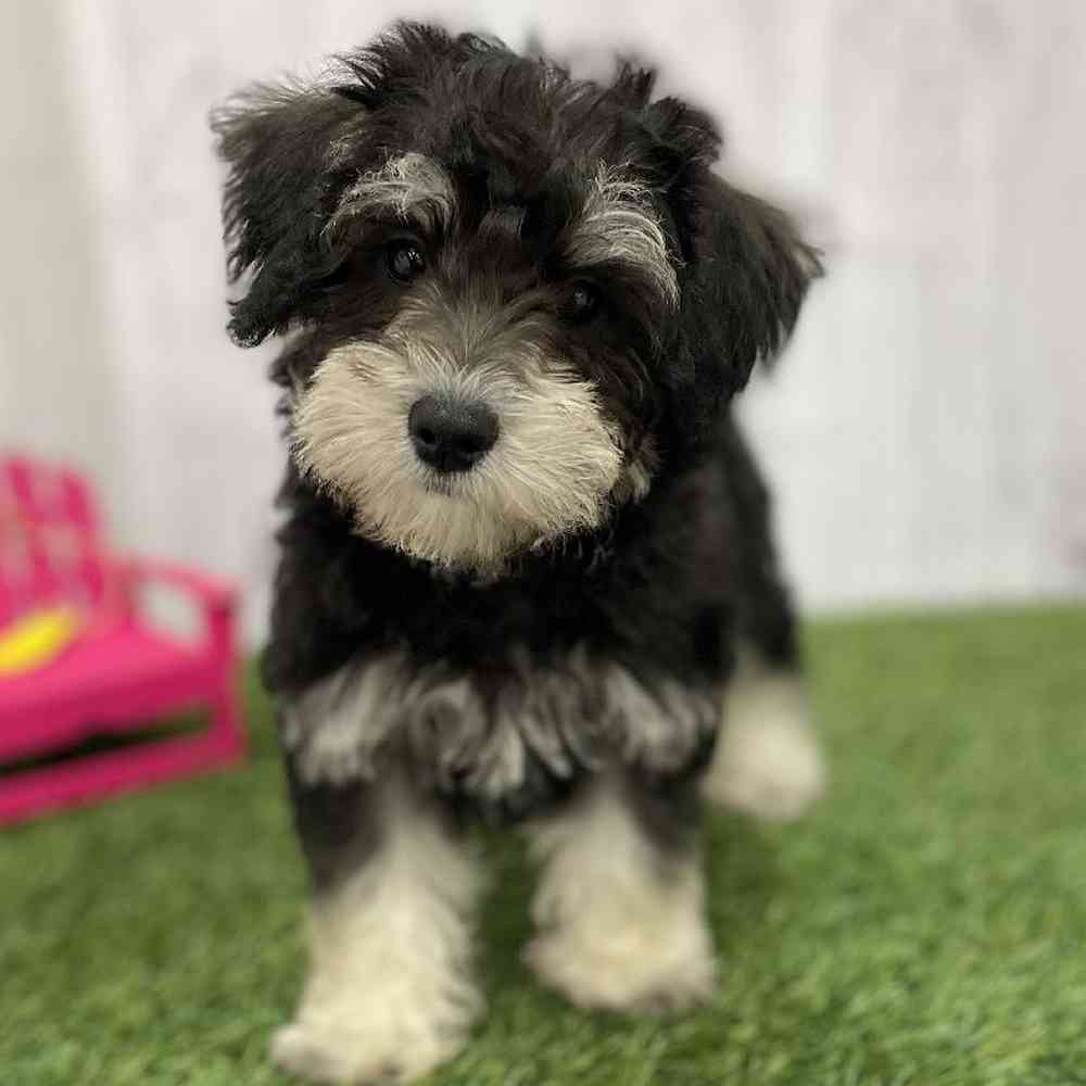 Male Chonzer (Bichon/Min Schnauzer) Puppy for Sale in Braintree, MA