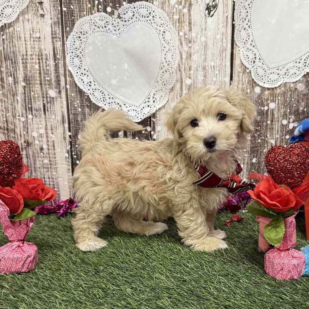 Male Cockapoo 2nd Gen Puppy for Sale in Saugus, MA
