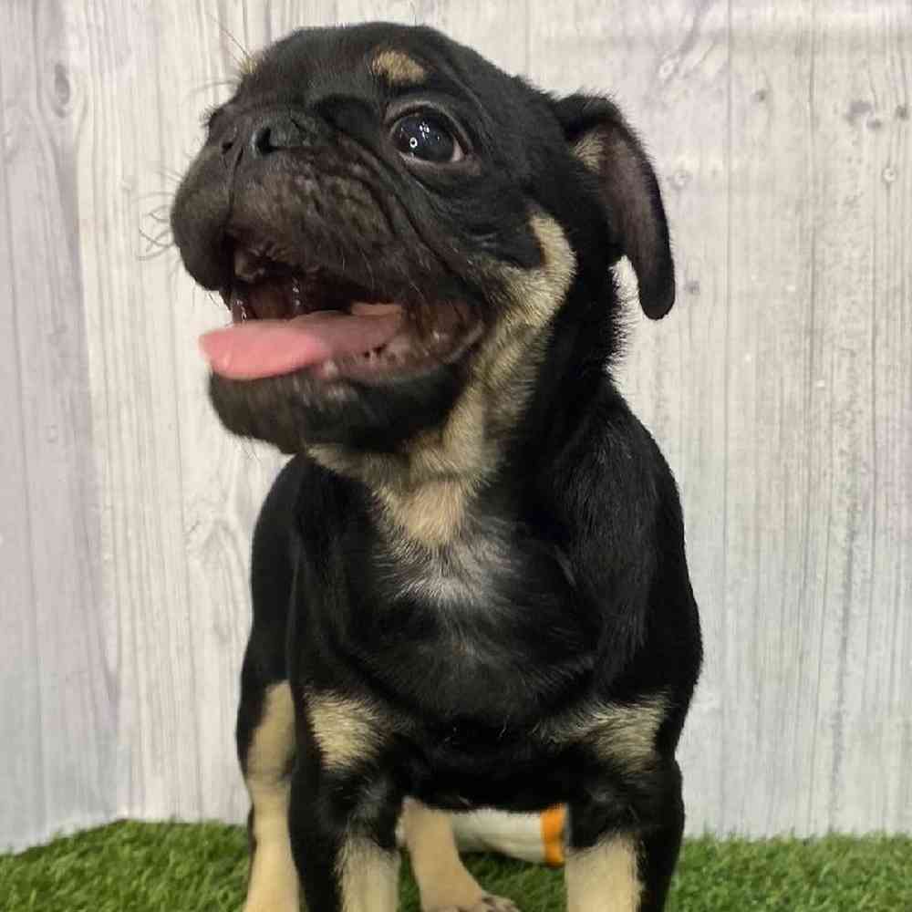 Male Pug Puppy for Sale in Saugus, MA