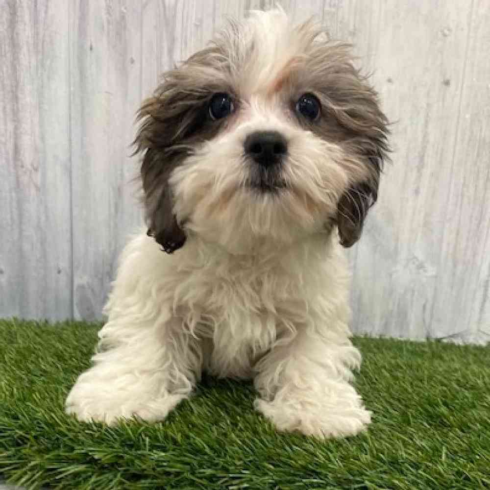 Male Shih-Poo Puppy for Sale in Braintree, MA