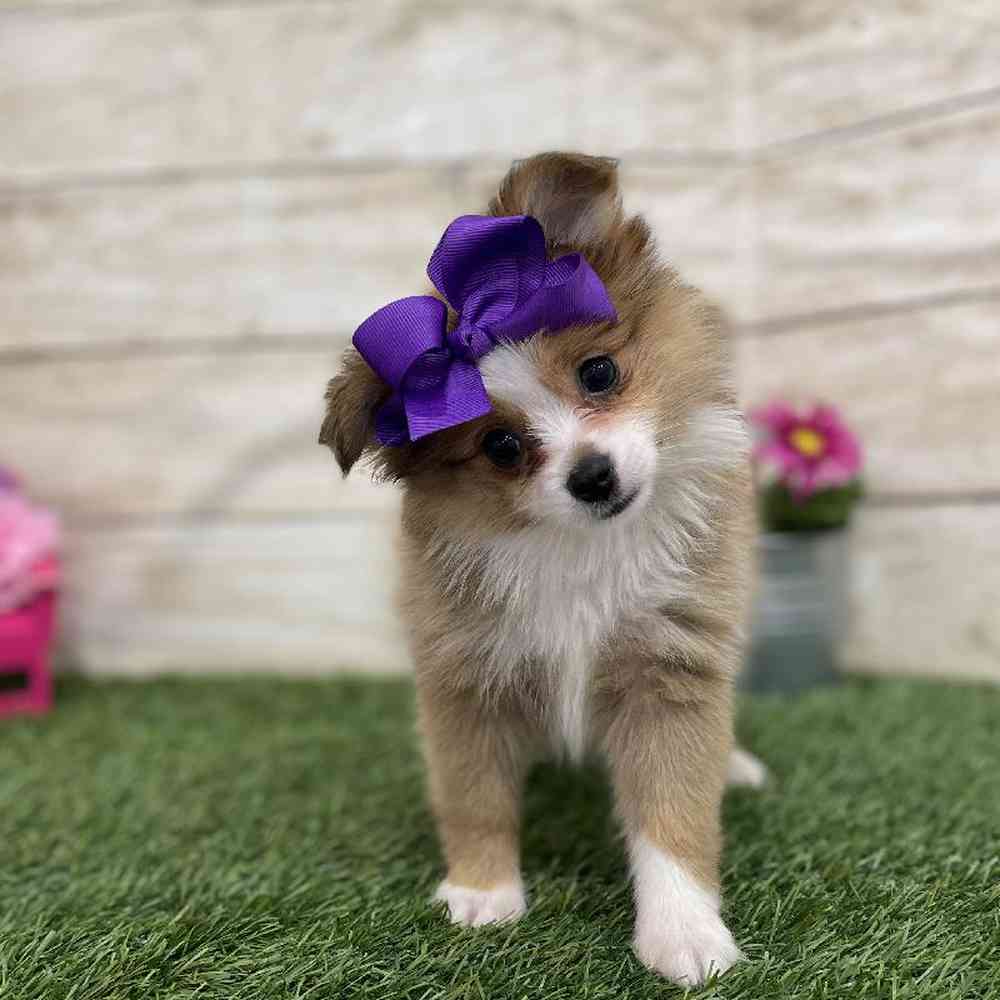 Female Aussie Pom Puppy for Sale in Braintree, MA