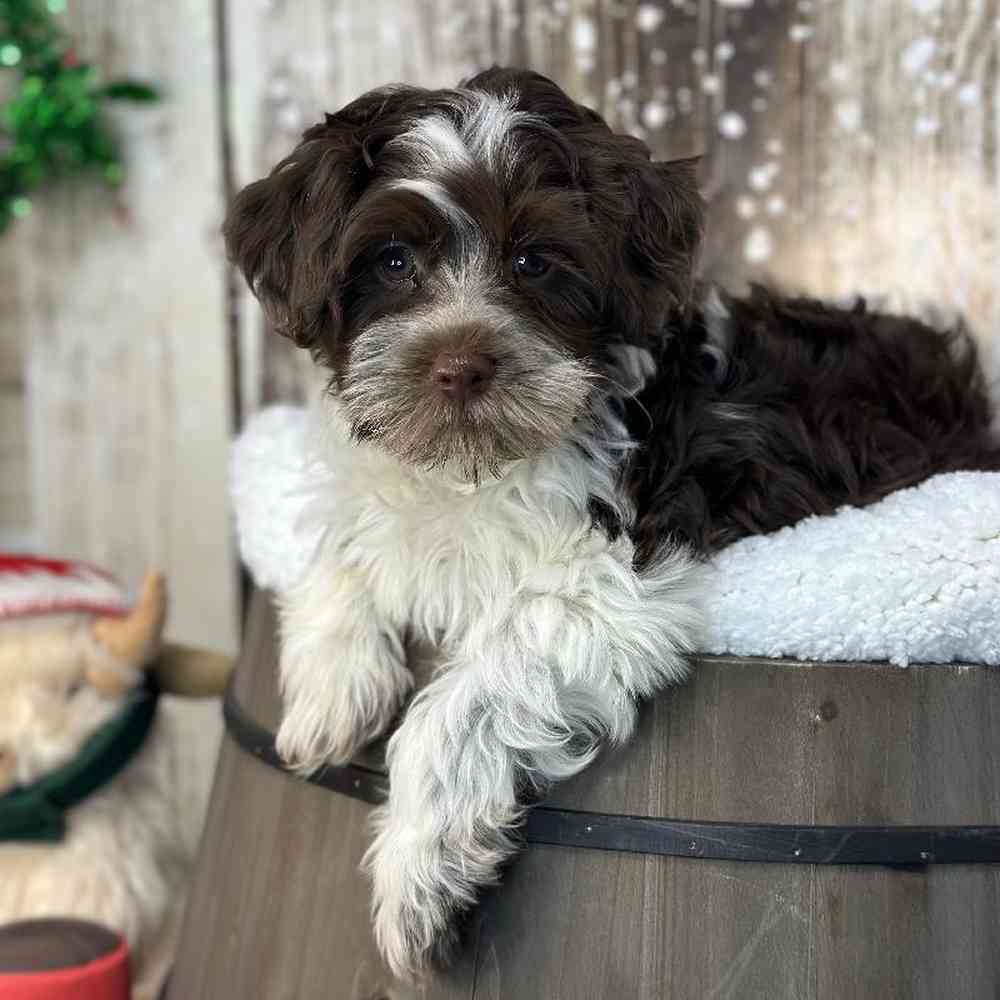 Male Havapoo Puppy for Sale in Saugus, MA