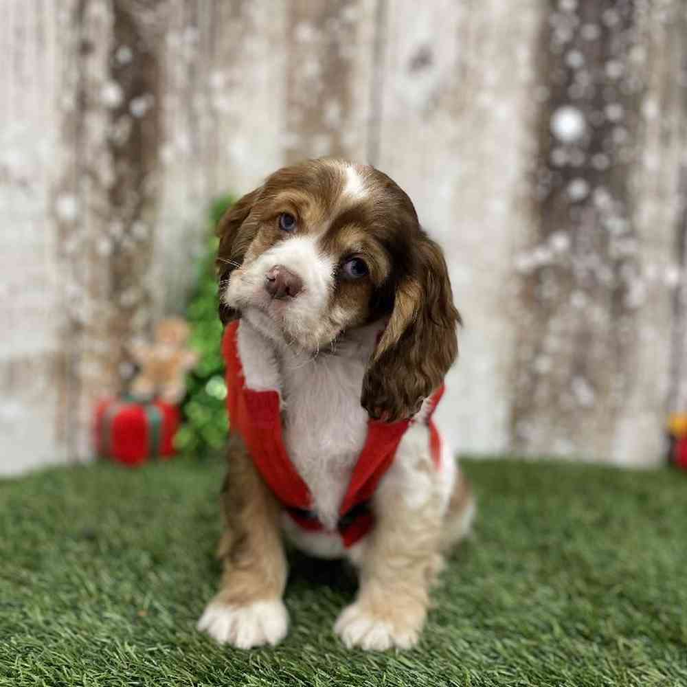 Female Cocker Spaniel Puppy for Sale in Braintree, MA