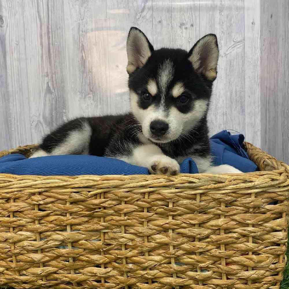 Male Alaskan Klee Kai Puppy for Sale in Saugus, MA