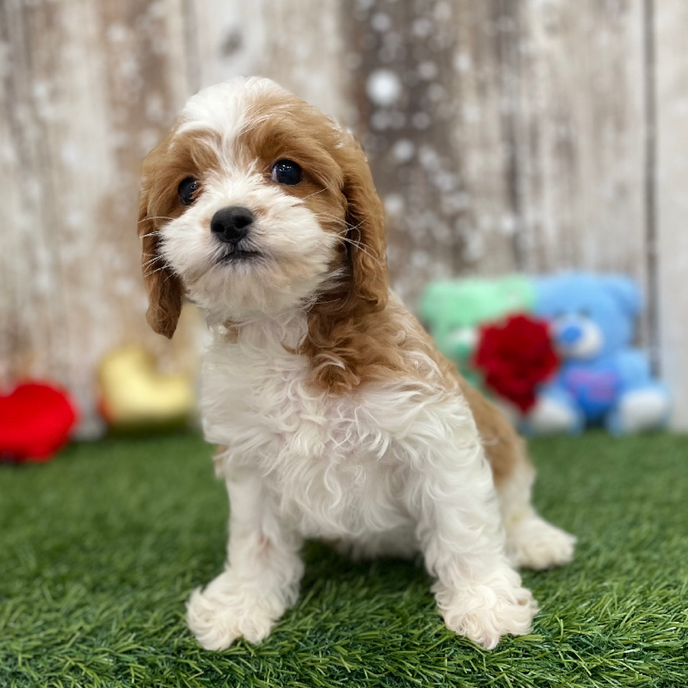 Female Cavapoo Puppy for Sale in Braintree, MA