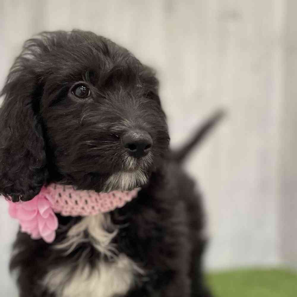 Female Moyen Goldendoodle Puppy for Sale in Braintree, MA