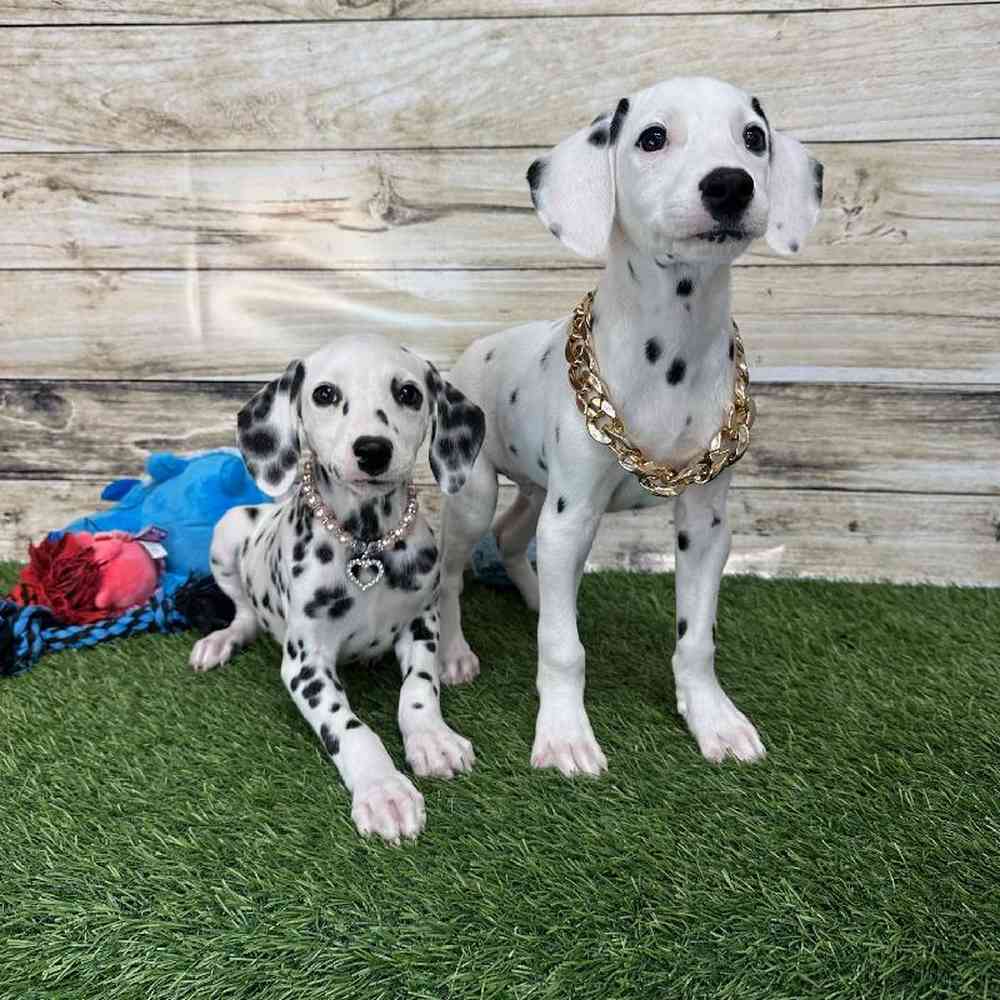 Female Dalmatian Puppy for Sale in Saugus, MA