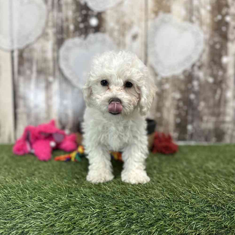 Female Bichon Frise Puppy for Sale in Saugus, MA