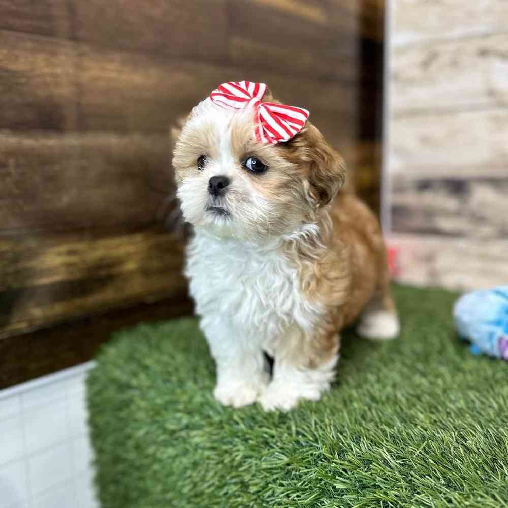 Female Shih Tzu Puppy for Sale in Saugus, MA