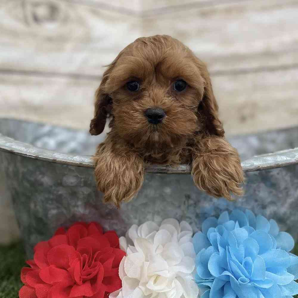 Female Cavapoo Puppy for Sale in Braintree, MA