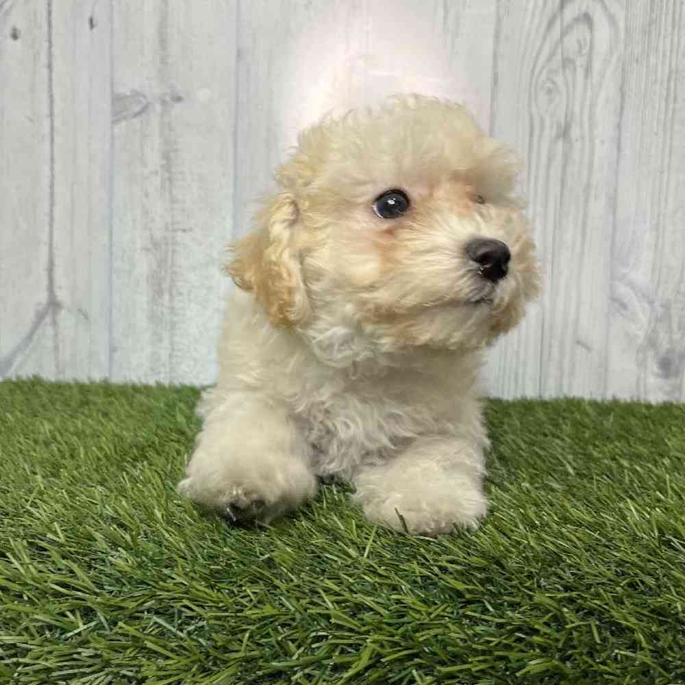 Female Bichon-Poodle Puppy for sale